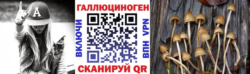 Галлюциногенные грибы Psilocybine cubensis  Новое Девяткино 